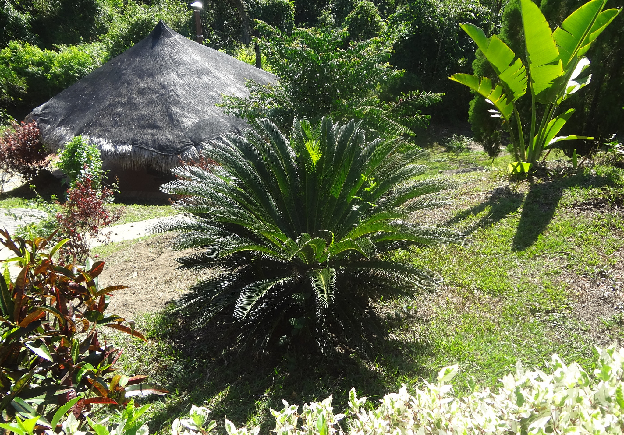 Sony DSC-WX7 sample photo. Soy tropical photography