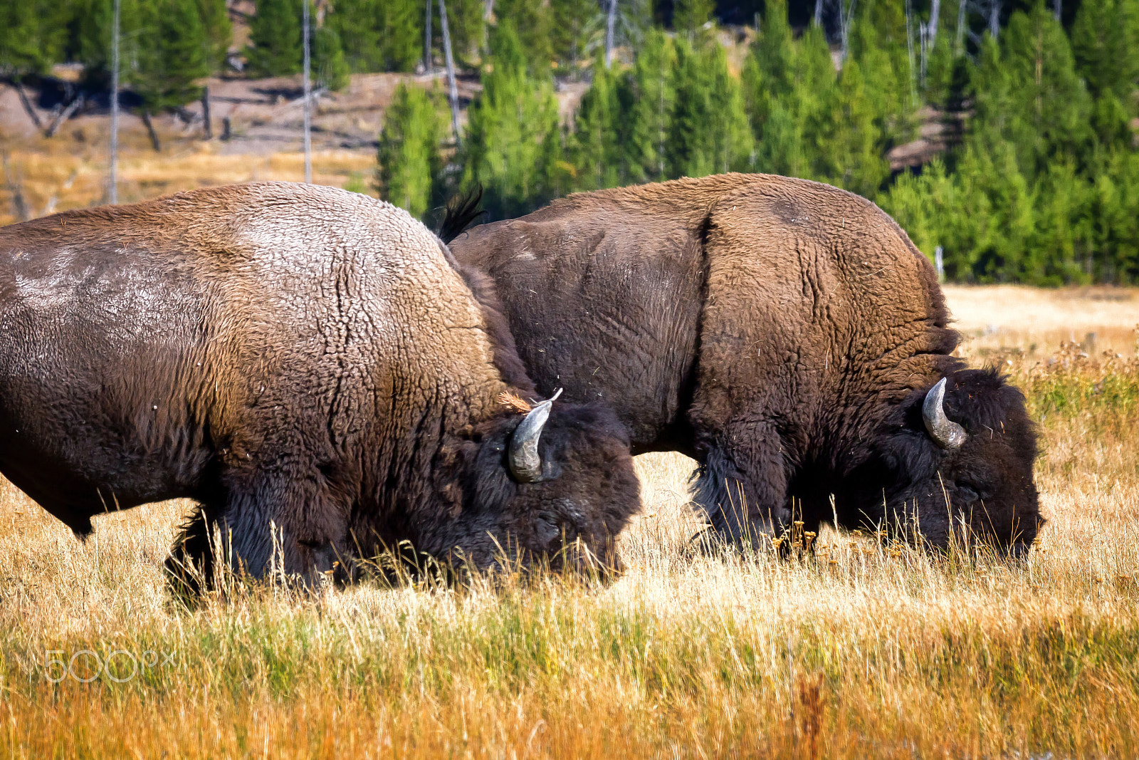 Sony SLT-A77 + Tamron SP 150-600mm F5-6.3 Di VC USD sample photo. Bison at yellowstone photography