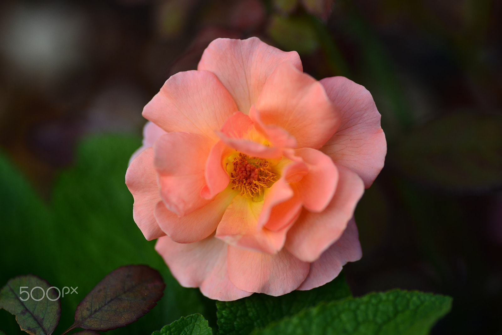 Nikon D600 sample photo. Salmon pink photography