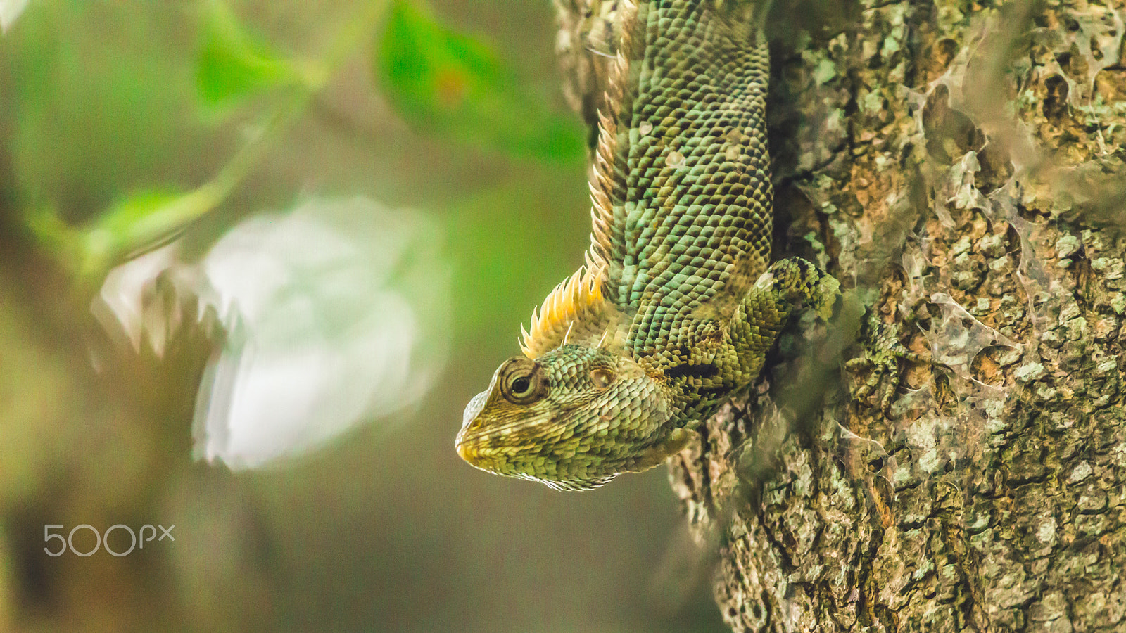 150-600mm F5-6.3 DG OS HSM | Contemporary 015 sample photo. Img photography