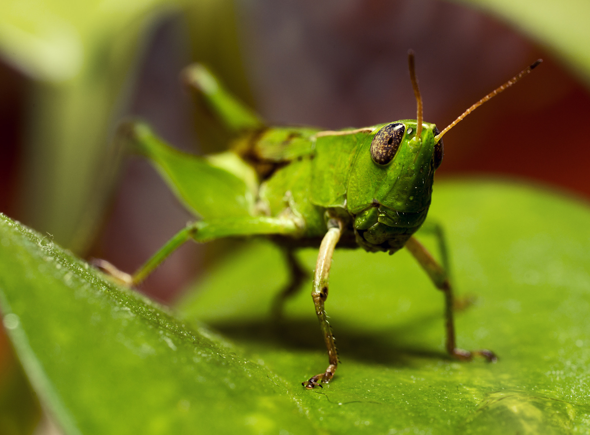 Sony a99 II + Tamron SP AF 90mm F2.8 Di Macro sample photo. Green grasshopper photography