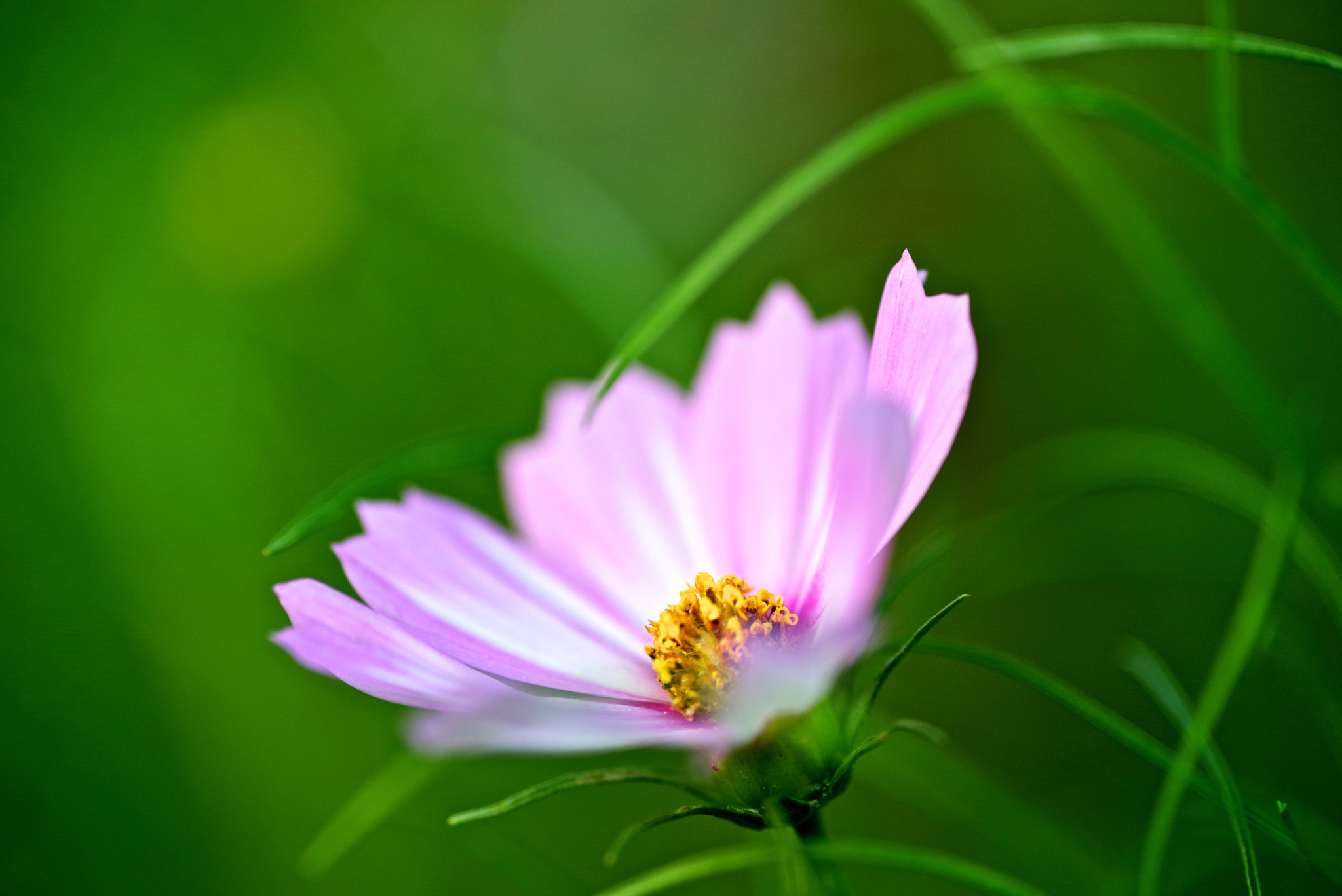 Pentax K-1 + Sigma sample photo. Alone bloomed photography