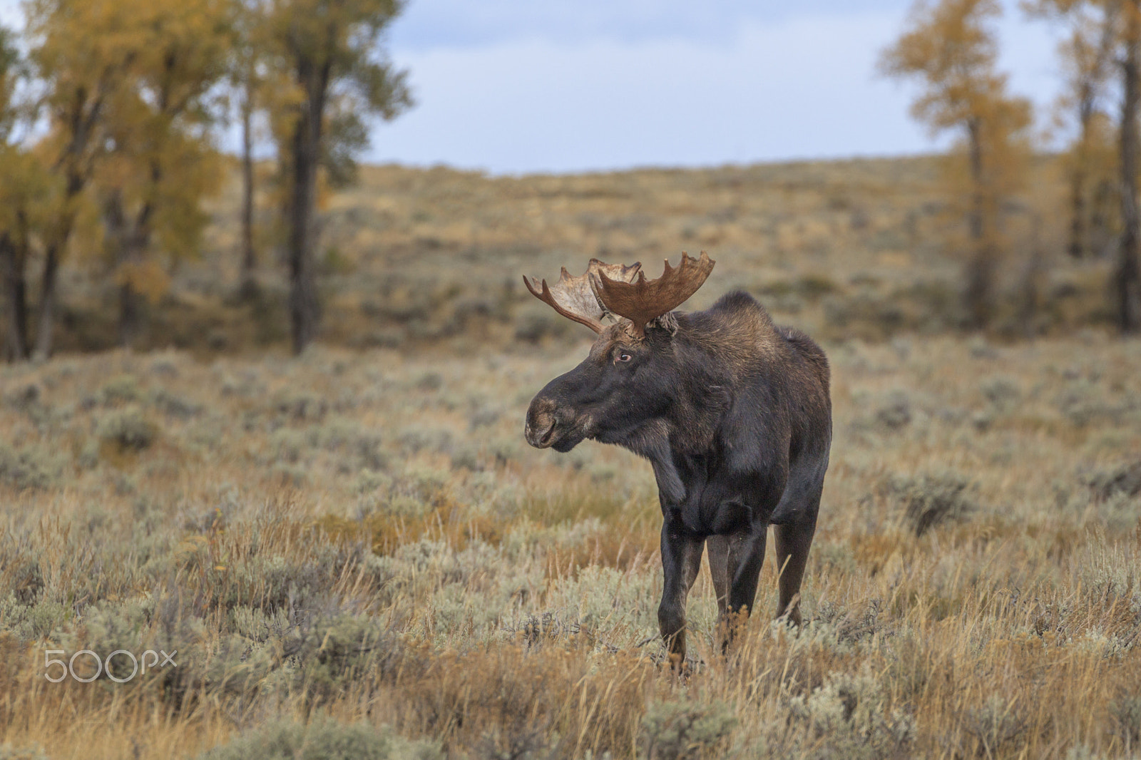 Canon EOS-1D Mark IV + Canon EF 100-400mm F4.5-5.6L IS II USM sample photo. Bull moose on the loose photography