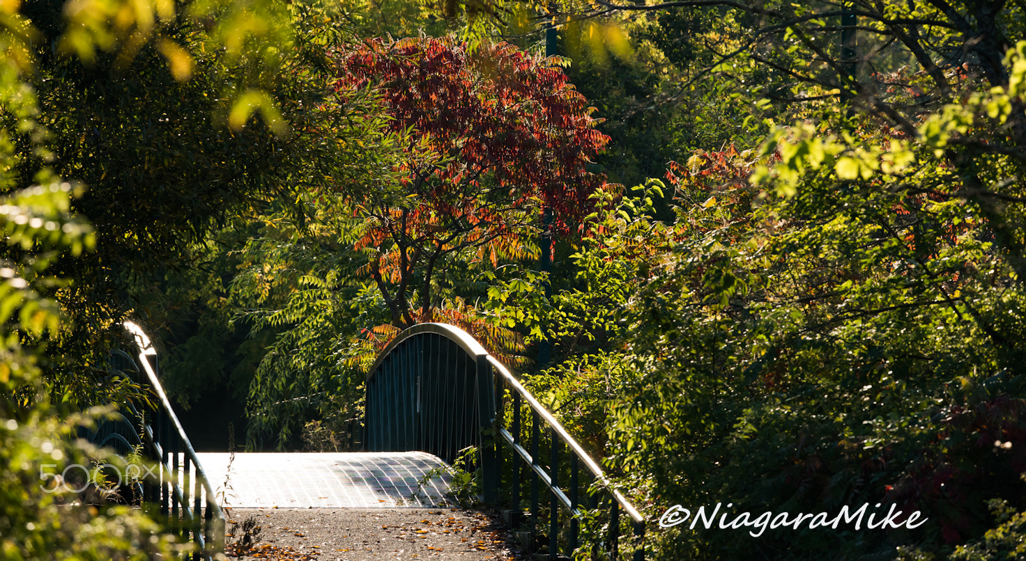 Nikon D810 sample photo. A bridge with a view photography