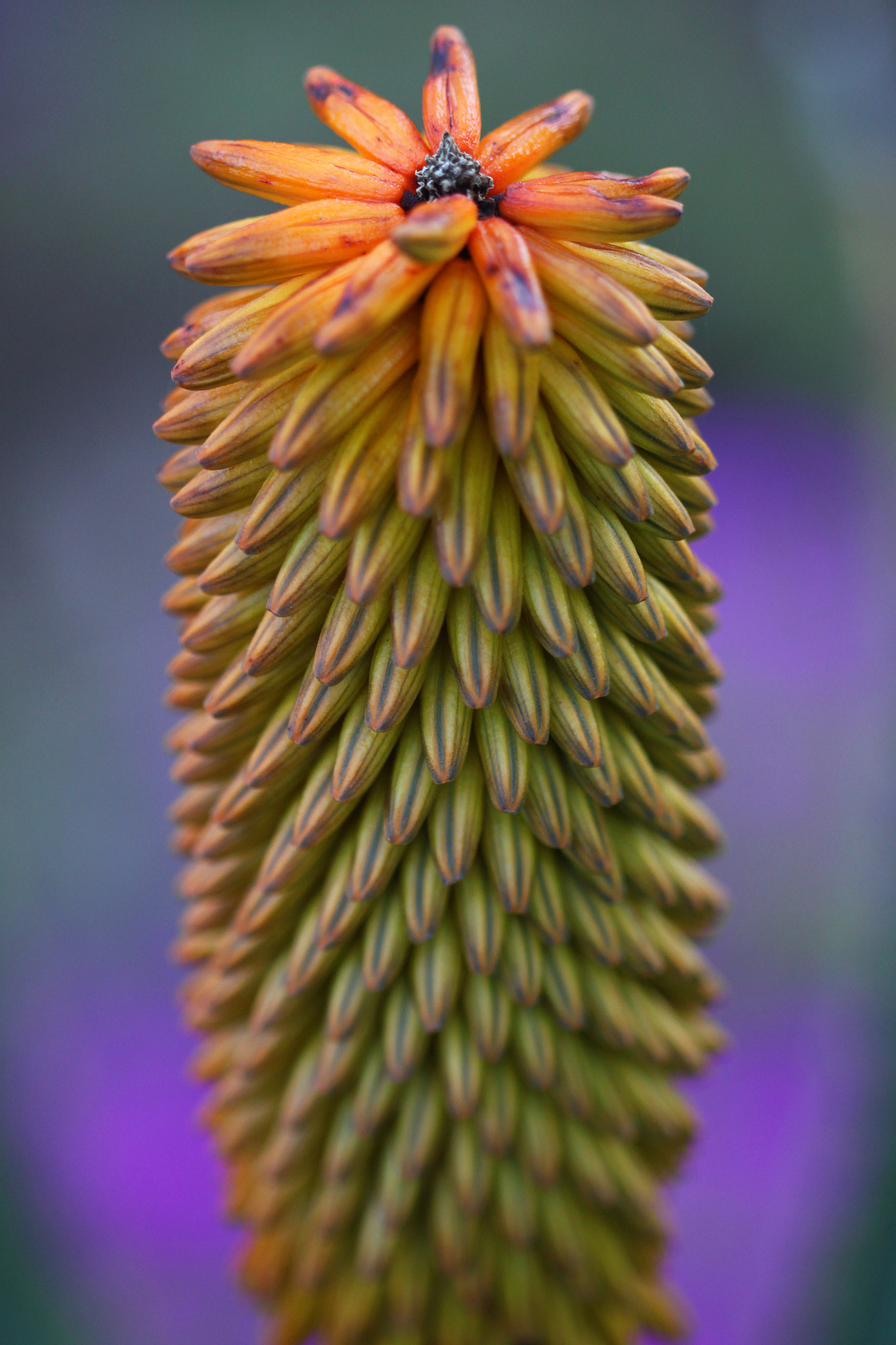 Canon EF 100mm F2.8 Macro USM sample photo. Multitude photography