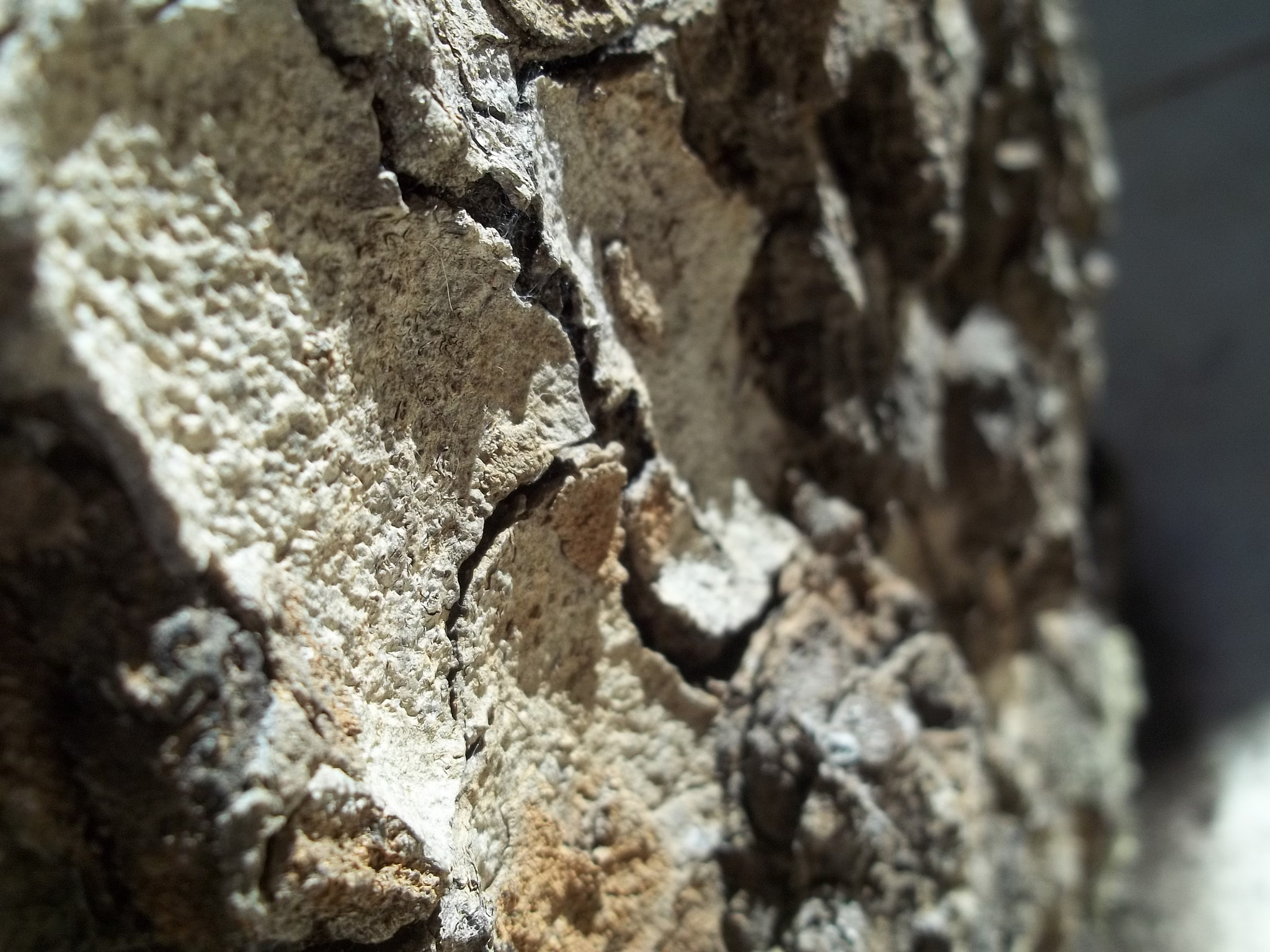 Kodak EASYSHARE M531 DIGITAL CAMERA sample photo. Casca photography