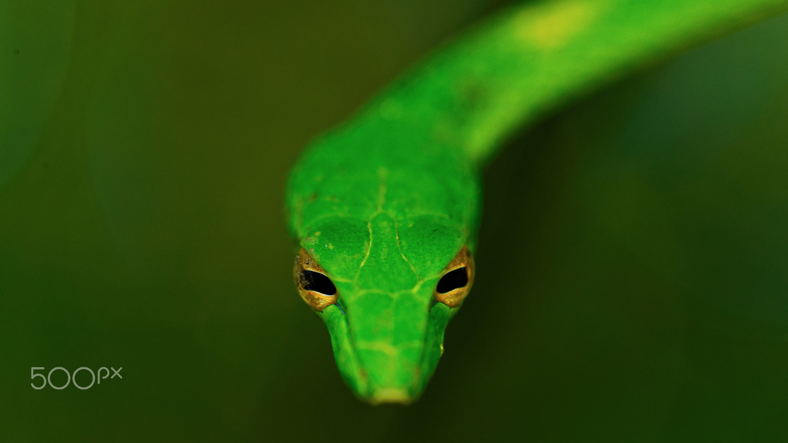 Canon EF 100mm F2.8L Macro IS USM sample photo. Green snake photography