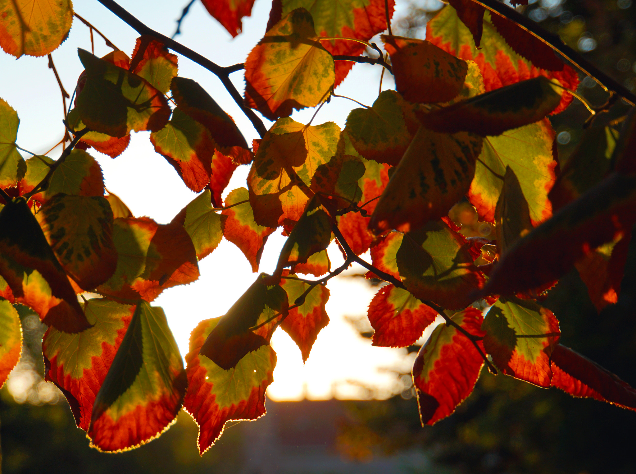 Sony E 18-200mm F3.5-6.3 OSS LE sample photo. Autumn leaves 2 photography