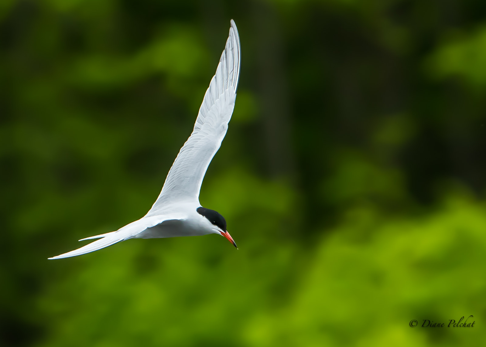 Canon EOS 7D Mark II sample photo. Common tern photography