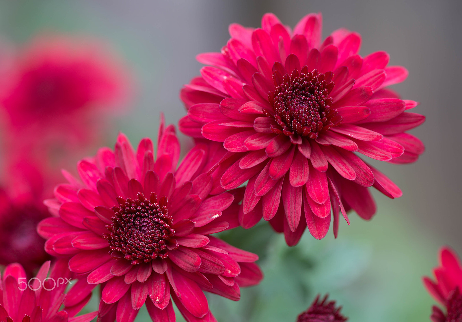 Sony a99 II + Minolta AF 100mm F2.8 Macro [New] sample photo. Twin mums in nj photography