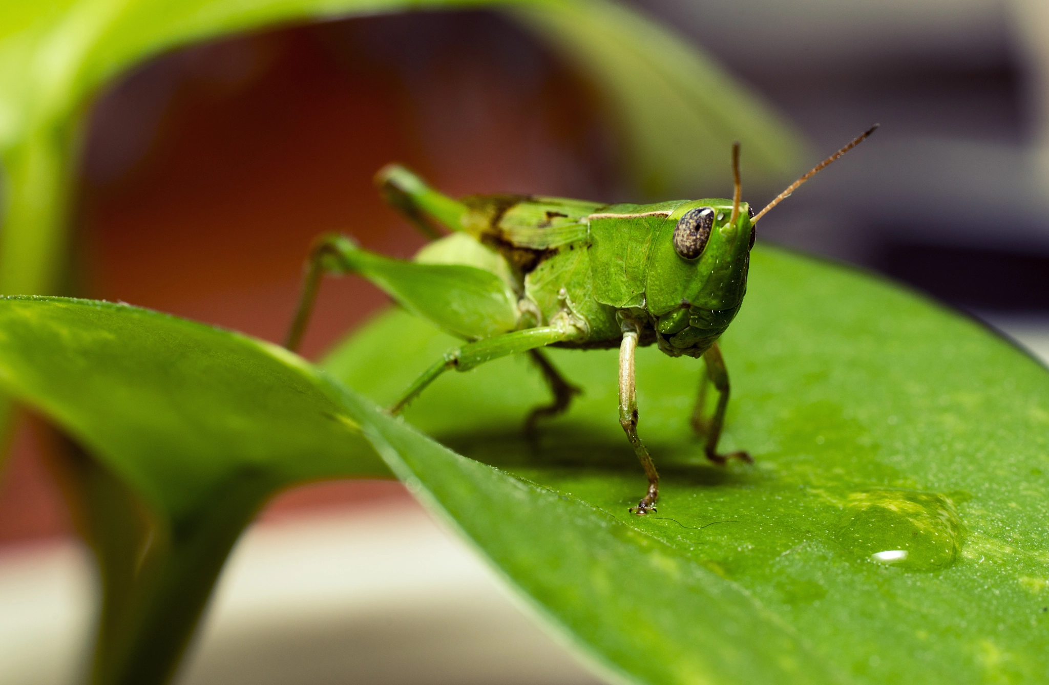 Sony a99 II + Tamron SP AF 90mm F2.8 Di Macro sample photo. Thirsty photography