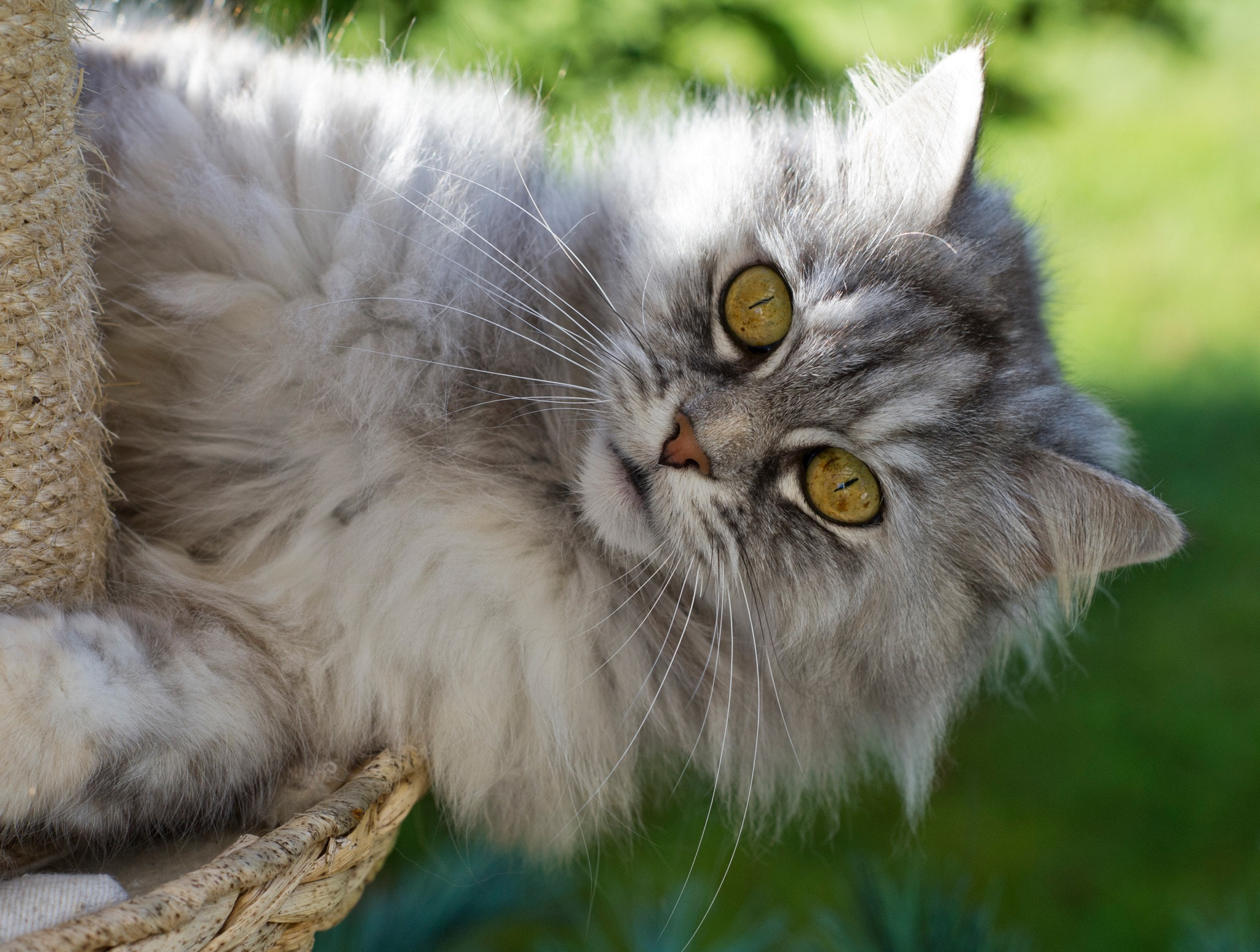 Nikon D3S + Nikon AF-S Nikkor 85mm F1.4G sample photo. Little sweet cat looking into camera photography