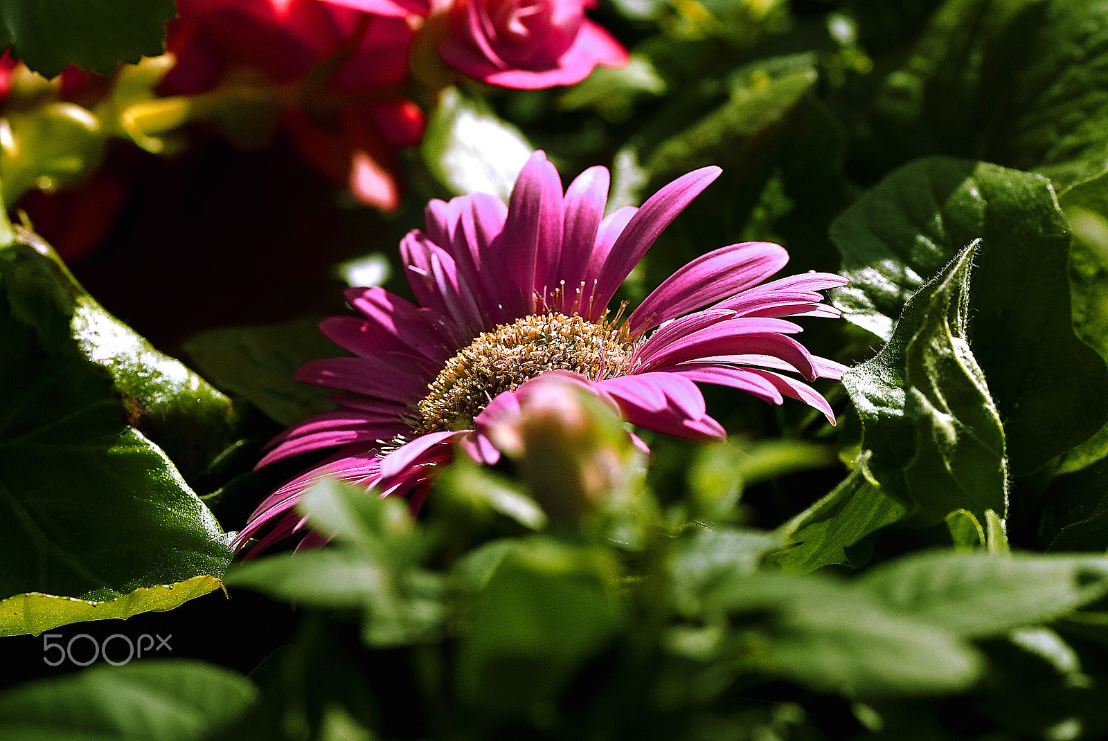 Nikon D200 sample photo. Smoothly of light and red flower photography