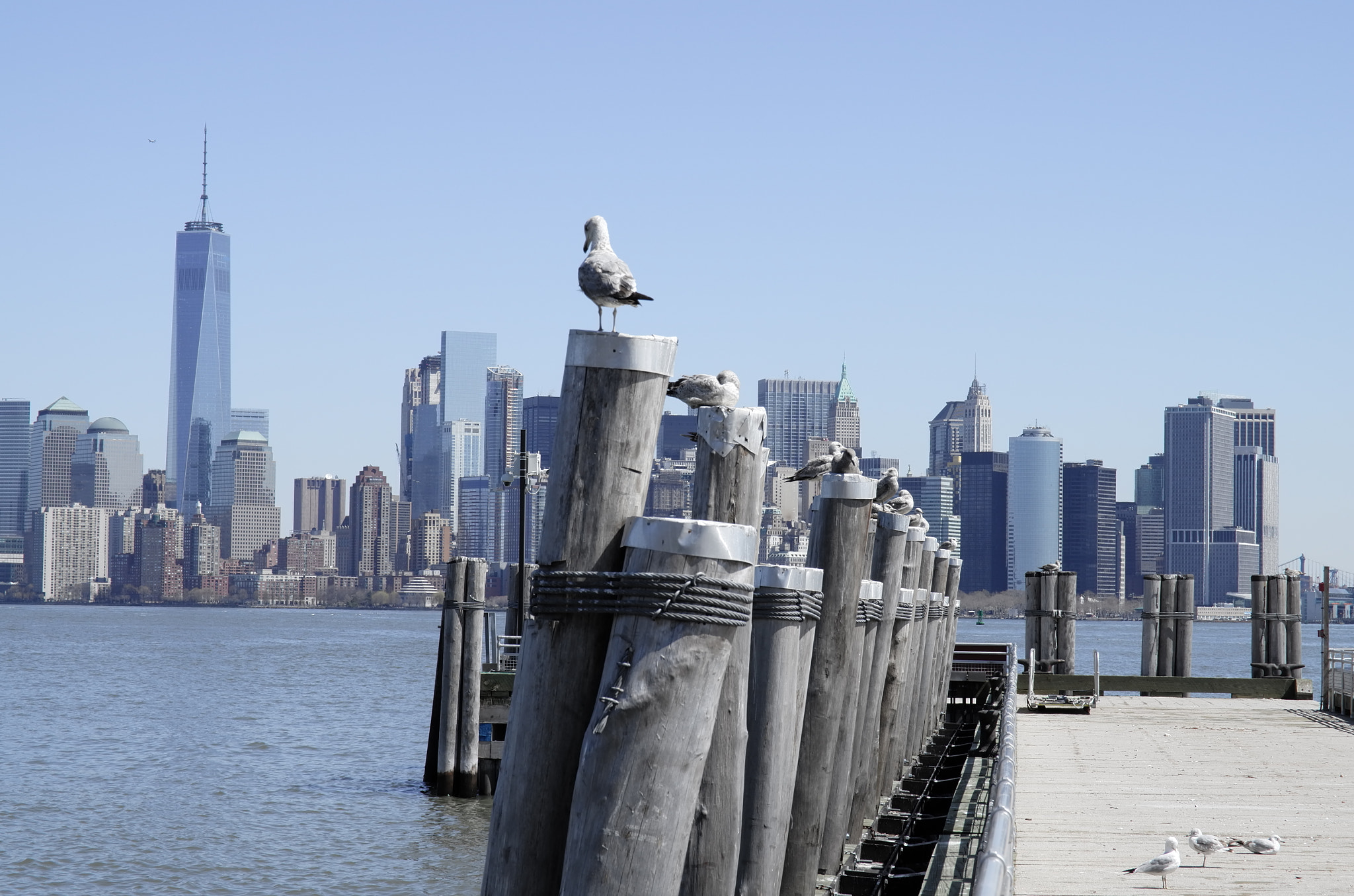 Vario-Elmar T 1:3.5-5.6 / 18-56 ASPH. sample photo. Pigeon look at manhattan in new york photography