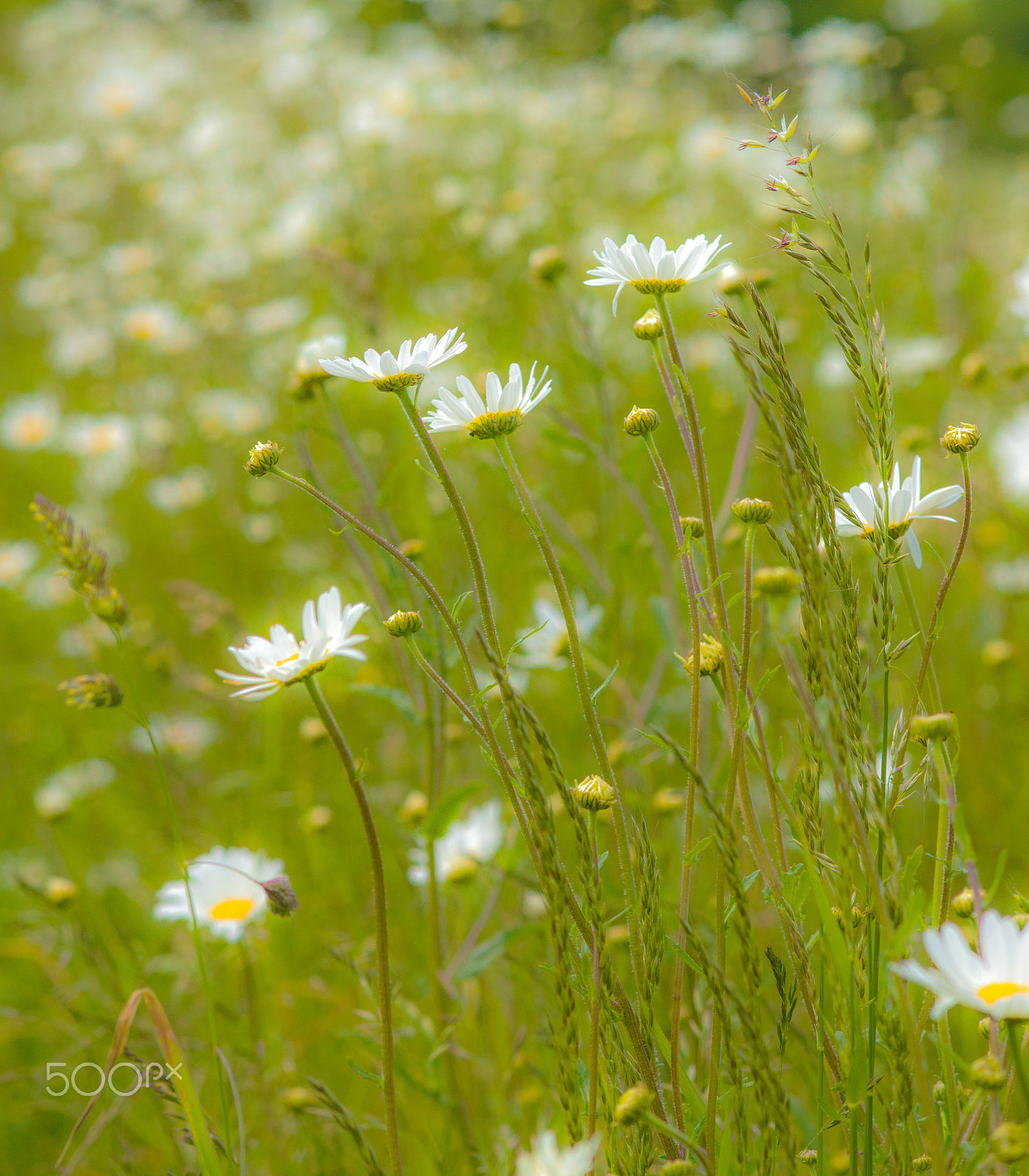 Sony SLT-A65 (SLT-A65V) + Sigma 30mm F1.4 EX DC HSM sample photo. Wild flowers photography