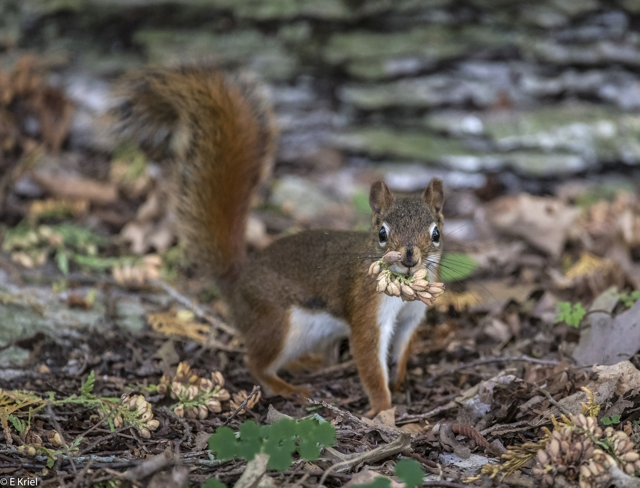 Nikon AF-S Nikkor 200-400mm F4G ED-IF VR sample photo. Red squirrel foraging photography