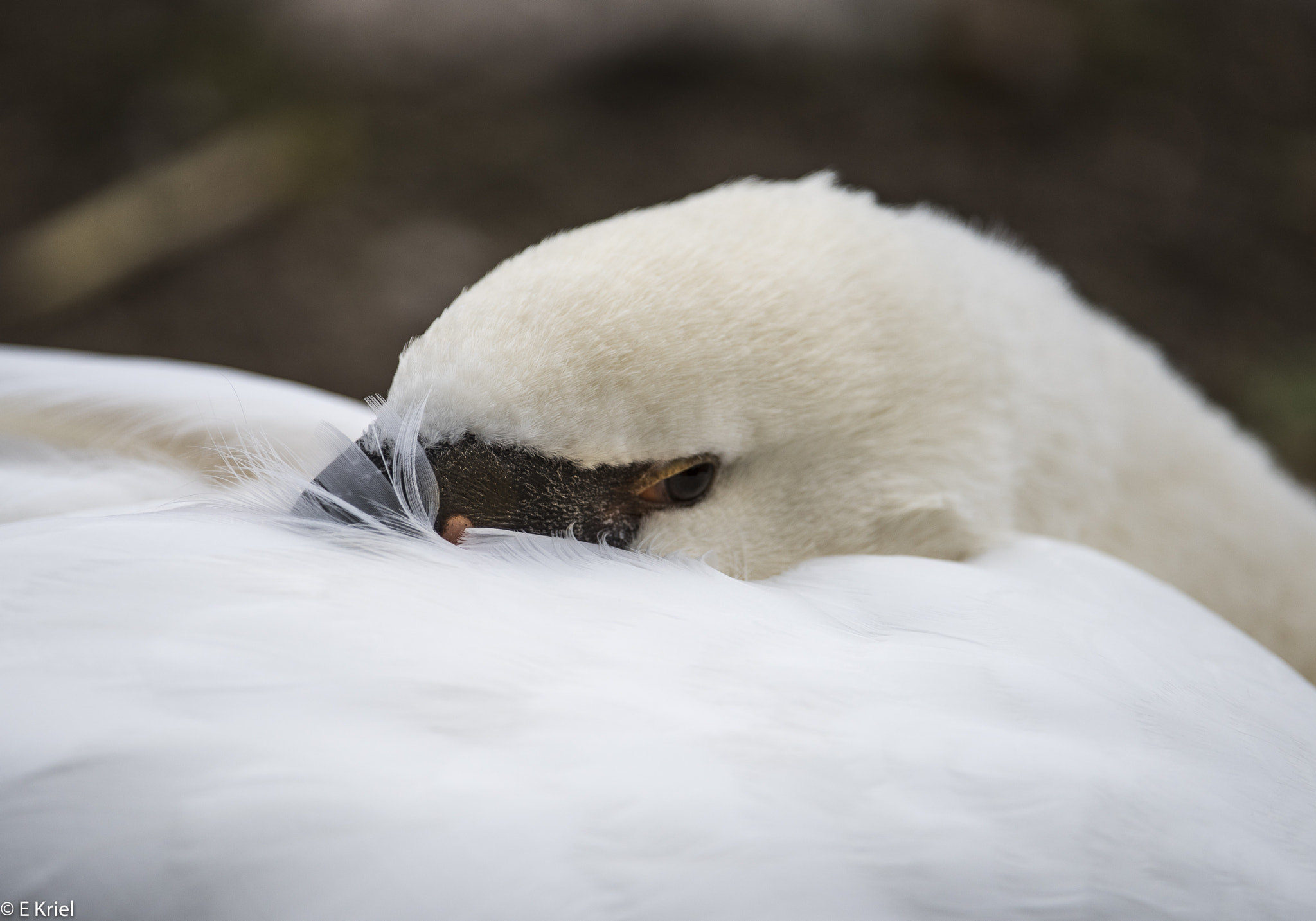 Nikon D810 + Nikon AF-S Nikkor 200-400mm F4G ED-IF VR sample photo. Swan peeping photography