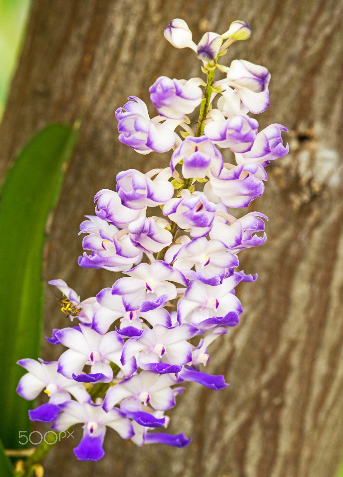 Sigma 30mm F1.4 EX DC HSM sample photo. Wild orchid thailand photography