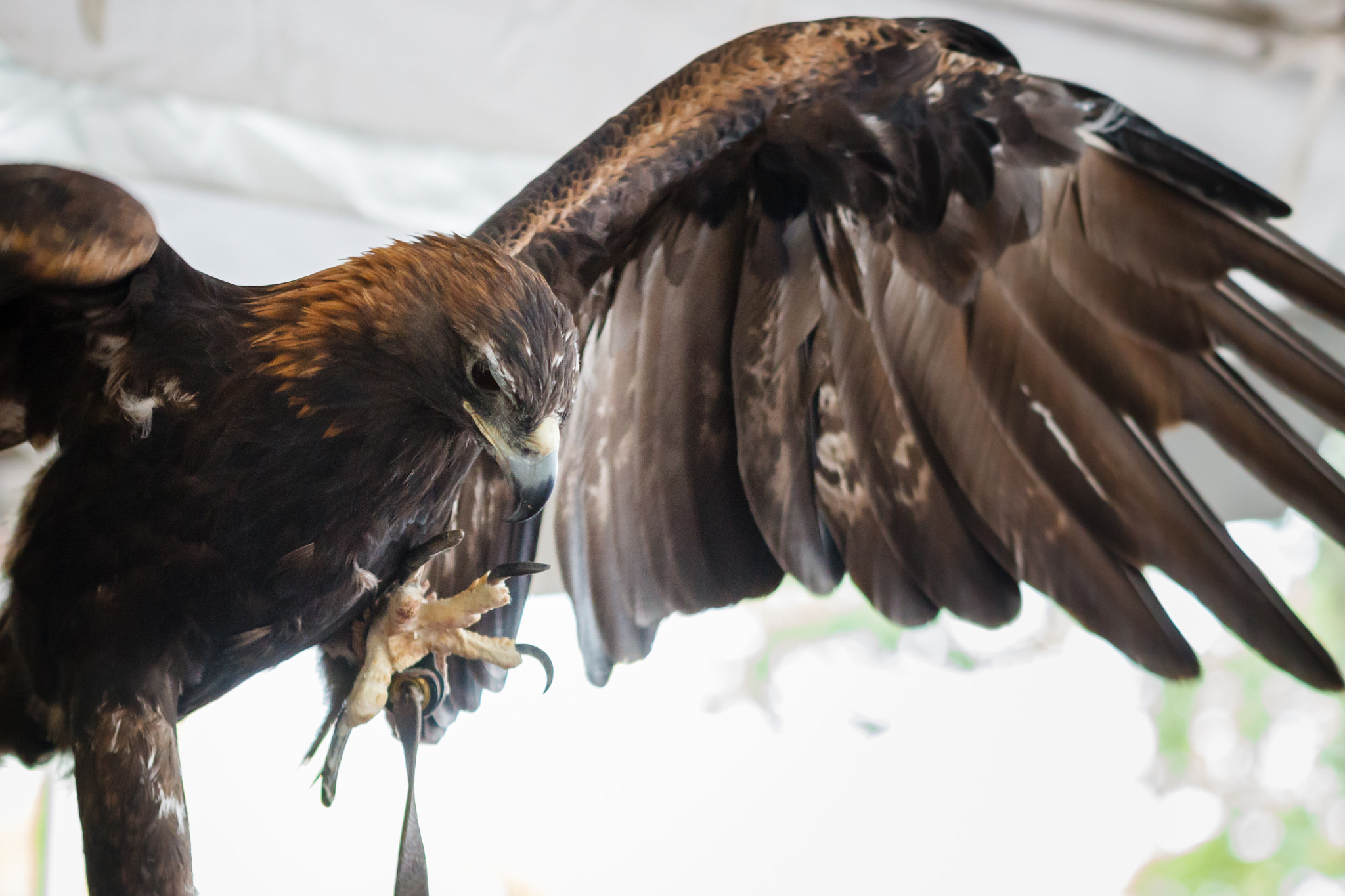 Canon EOS 7D + Canon EF 100mm F2.8L Macro IS USM sample photo. Golden eagle attack photography