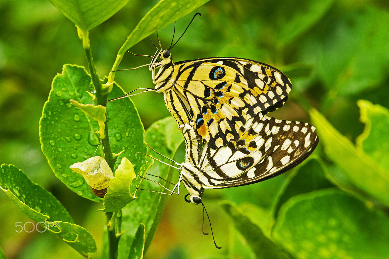 Sony SLT-A65 (SLT-A65V) + Sigma 30mm F1.4 EX DC HSM sample photo. Butterflys photography