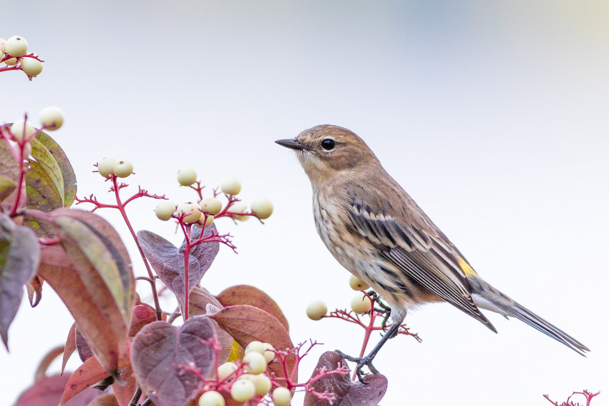 Canon EOS 5DS R + Canon EF 200-400mm F4L IS USM Extender 1.4x sample photo. Yellow-rumped warbler photography