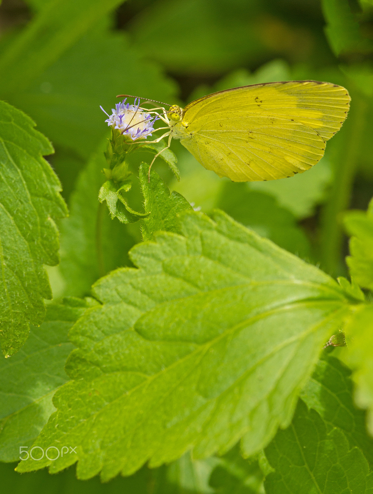 Sony SLT-A65 (SLT-A65V) + Sigma 30mm F1.4 EX DC HSM sample photo. Butterfly photography