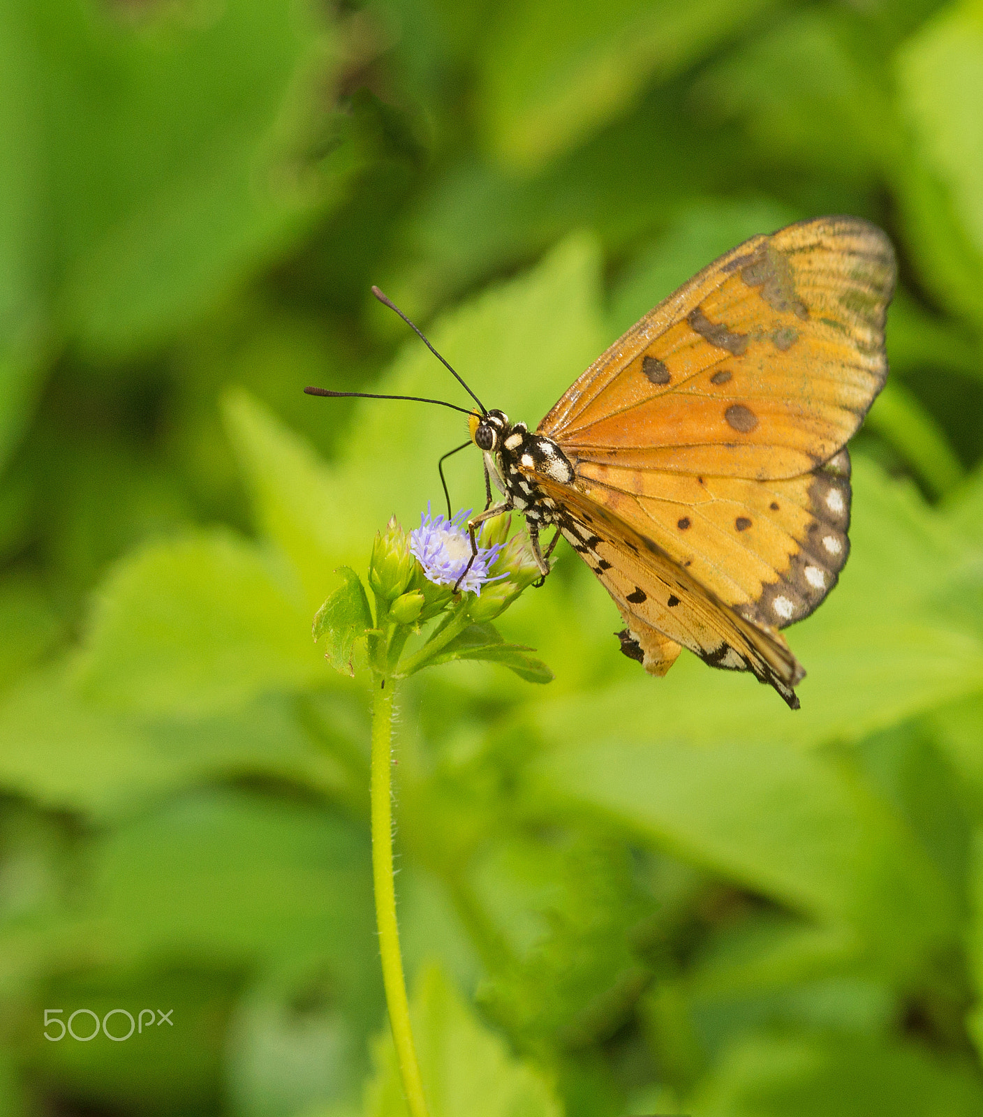 Sony SLT-A65 (SLT-A65V) + Sigma 30mm F1.4 EX DC HSM sample photo. Butterfly photography