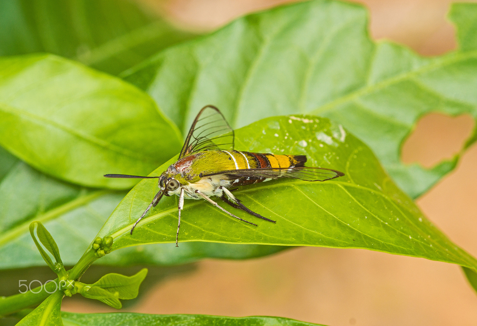 Sony SLT-A65 (SLT-A65V) sample photo. Pellucid hawk moth photography