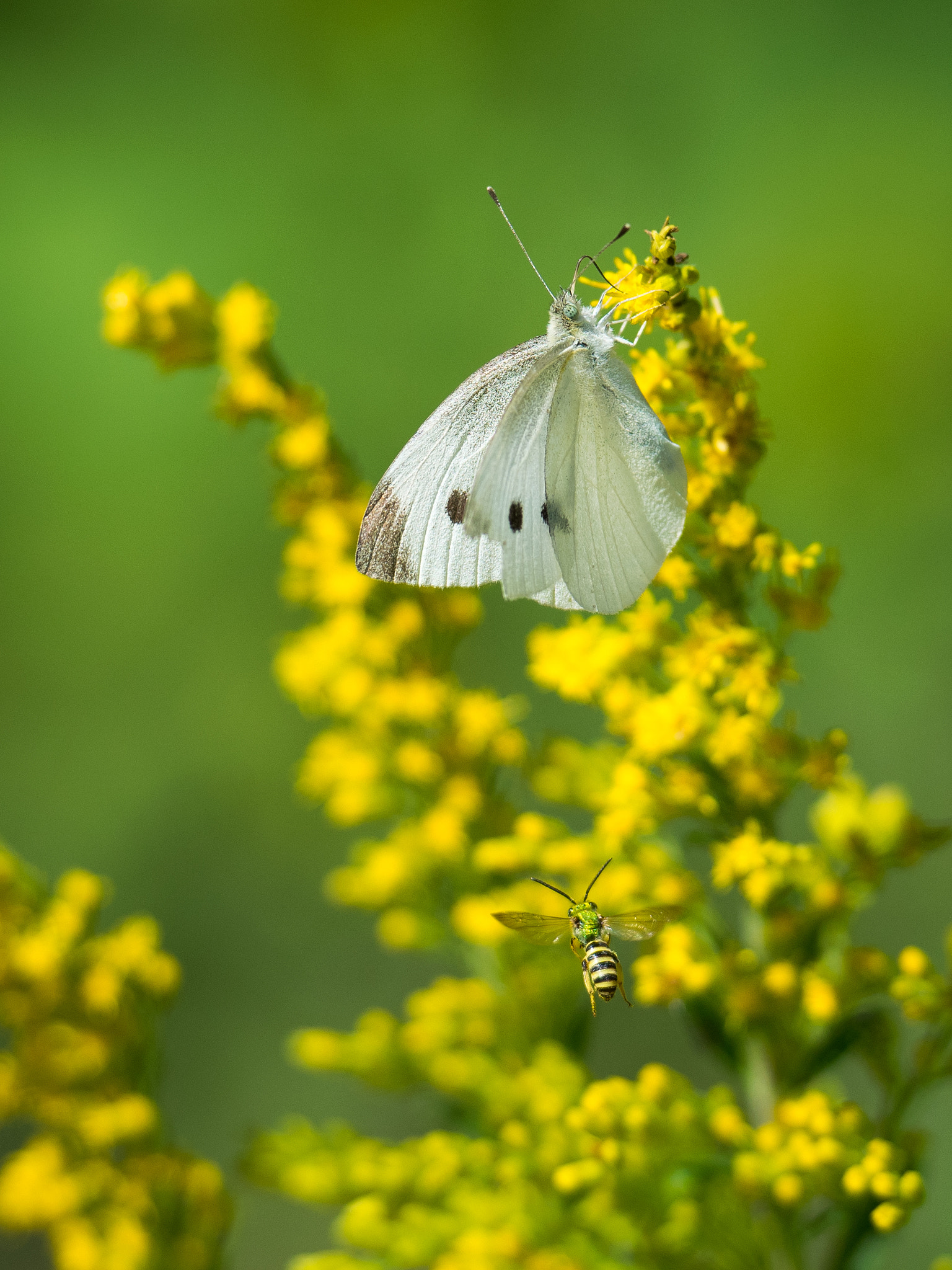 Nikon AF-S Nikkor 70-200mm F2.8G ED VR II sample photo. Butterfly and bee photography