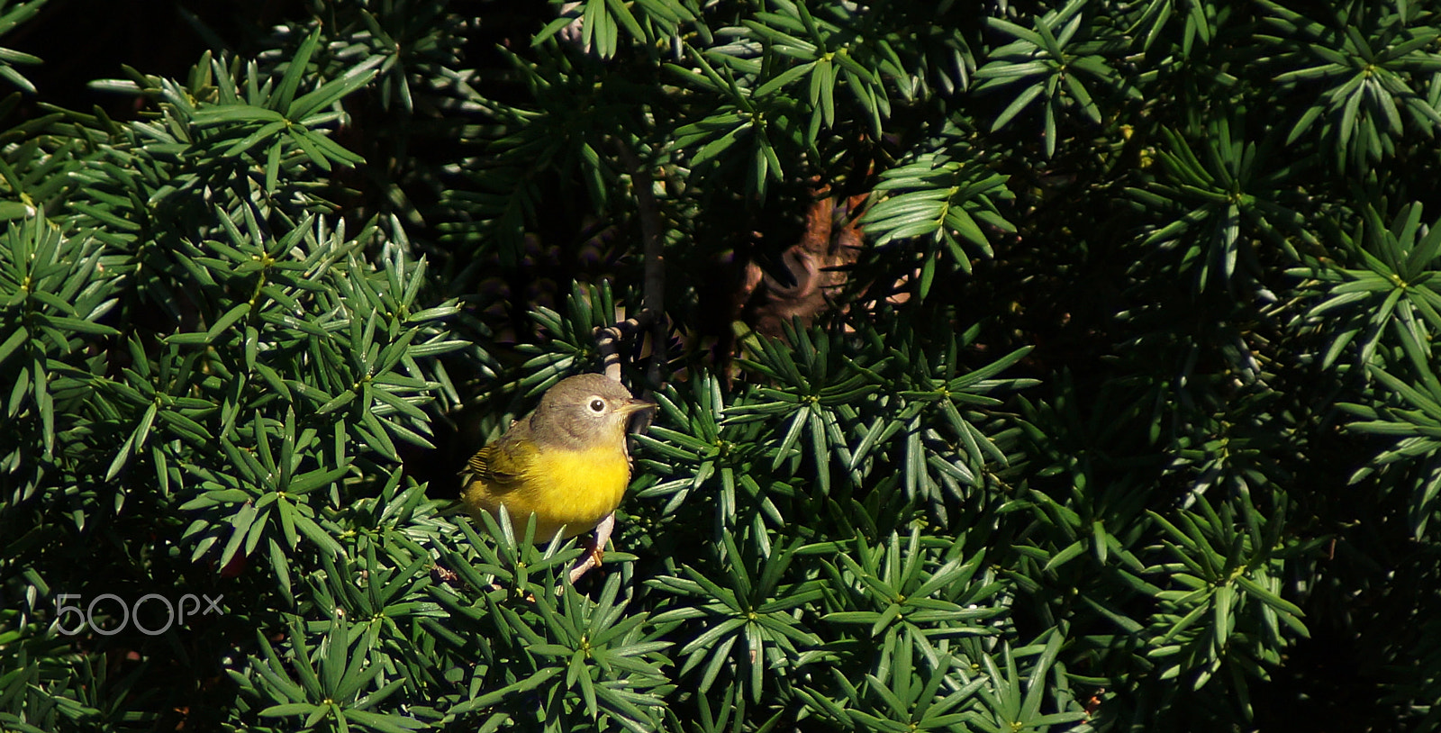 Sony 75-300mm F4.5-5.6 sample photo. Pretty birdie photography