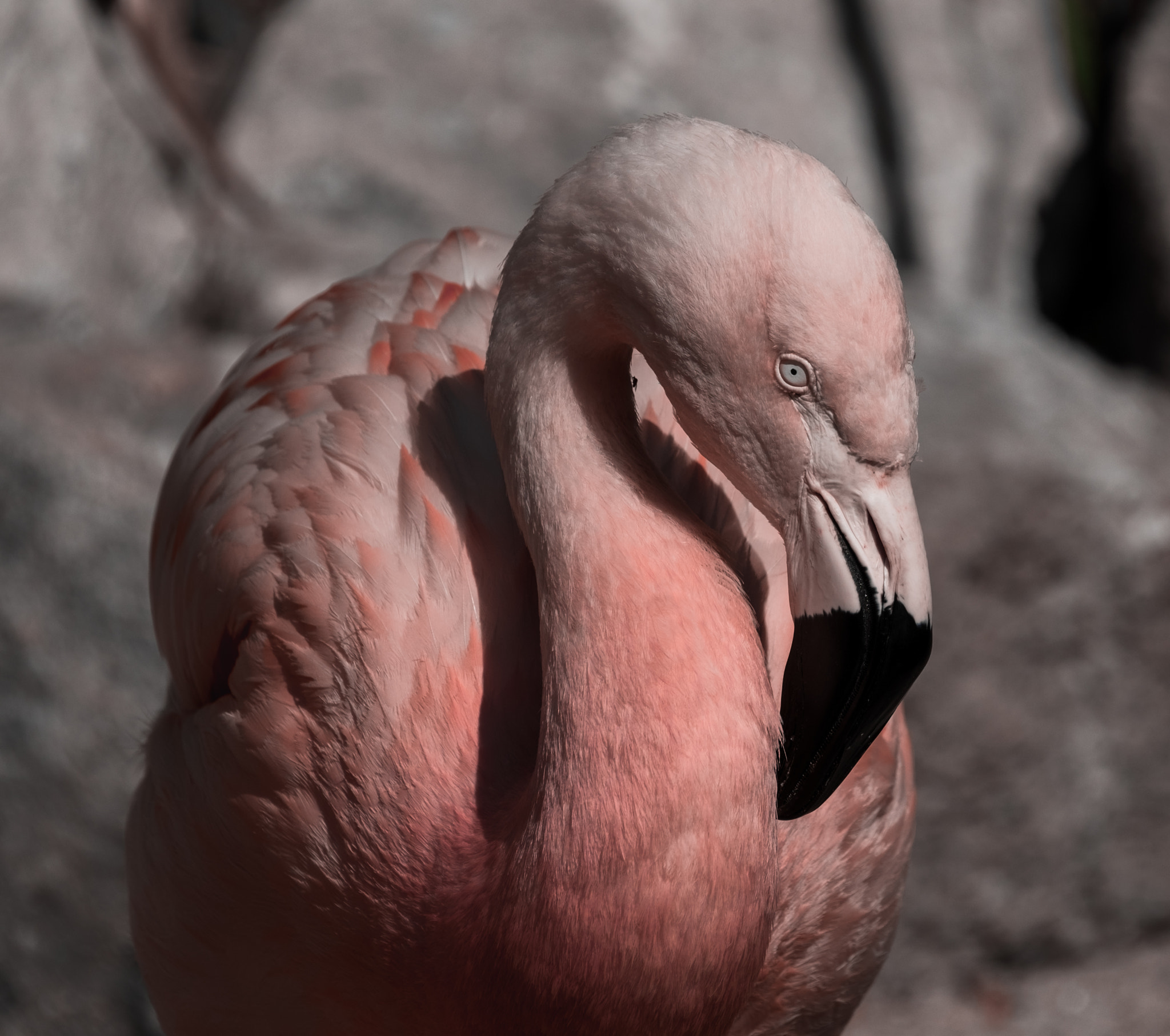 Fujifilm X-T10 sample photo. Pink flamingo photography