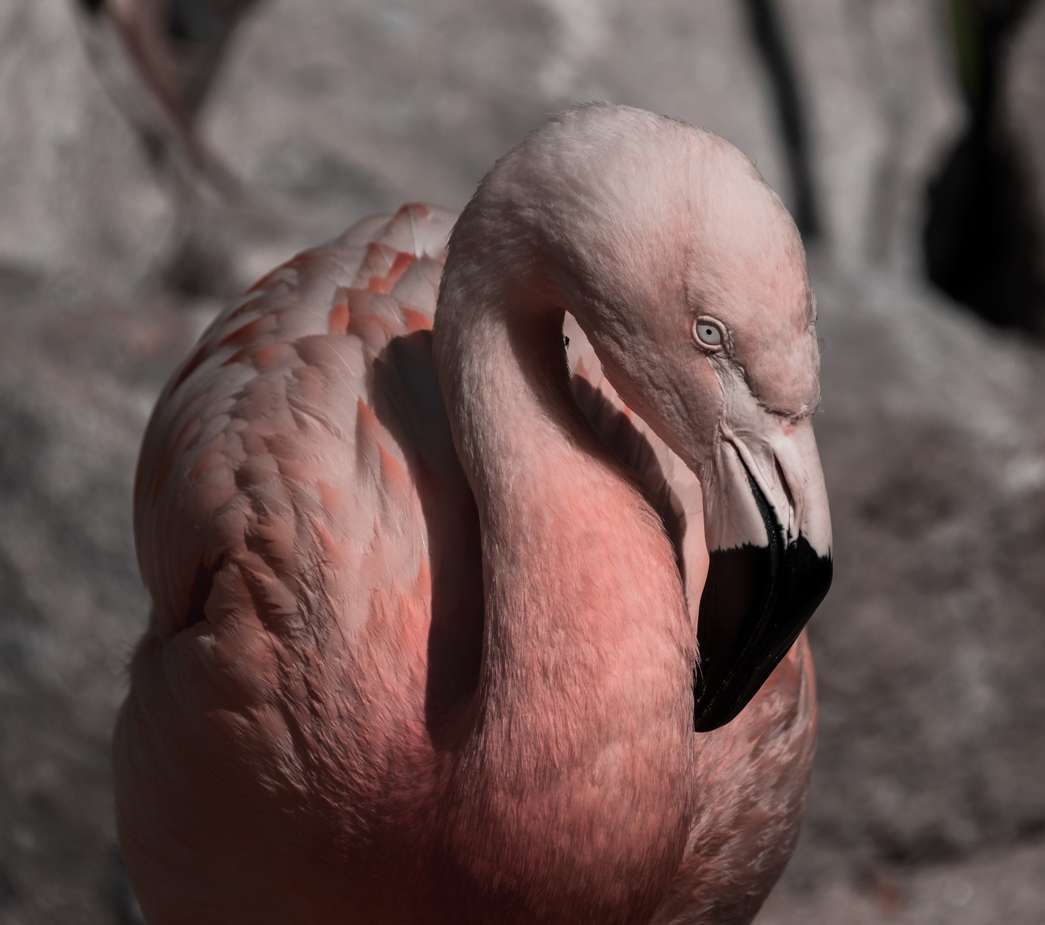 Fujifilm X-T10 + Fujifilm XF 100-400mm F4.5-5.6 R LM OIS WR sample photo. Pink flamingo photography