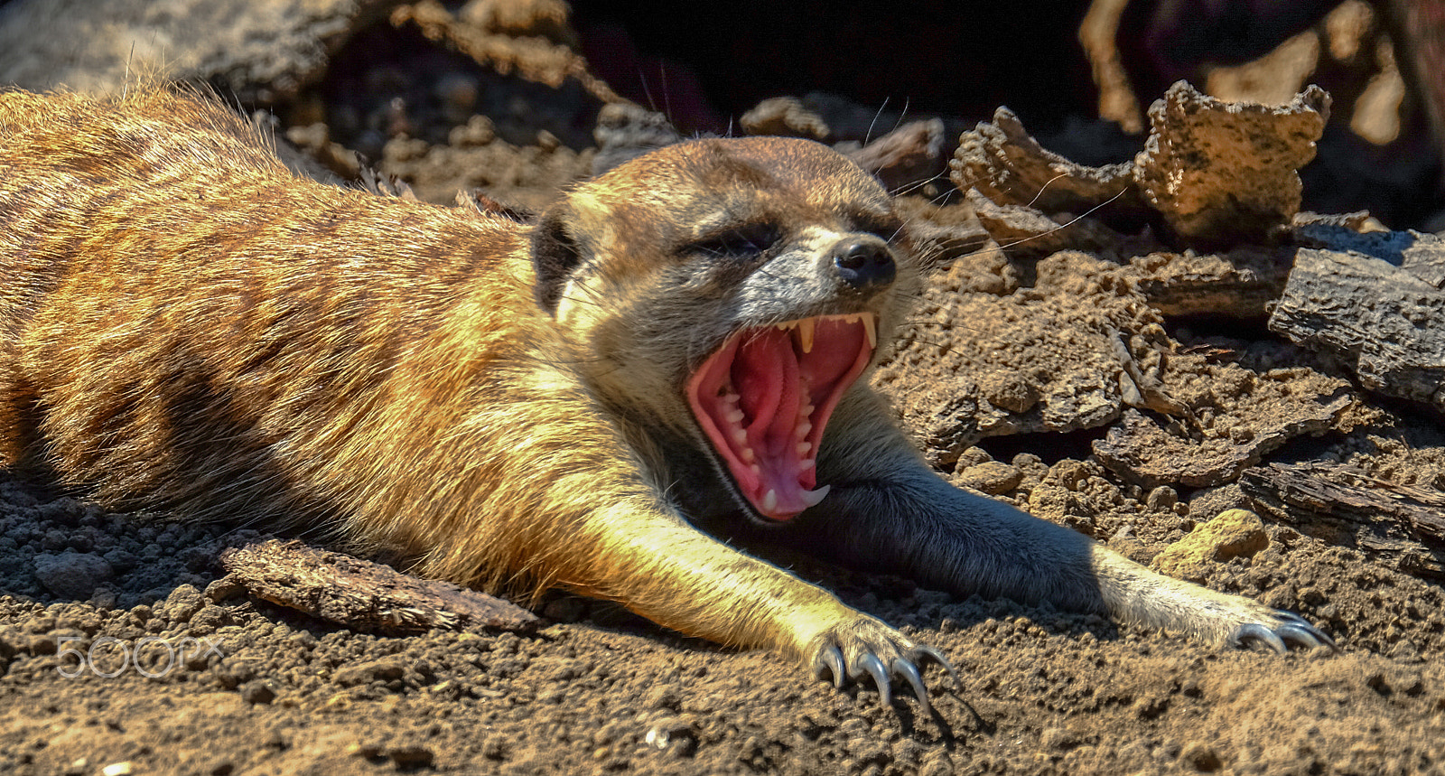 Fujifilm XF 100-400mm F4.5-5.6 R LM OIS WR sample photo. Yawn or roar photography