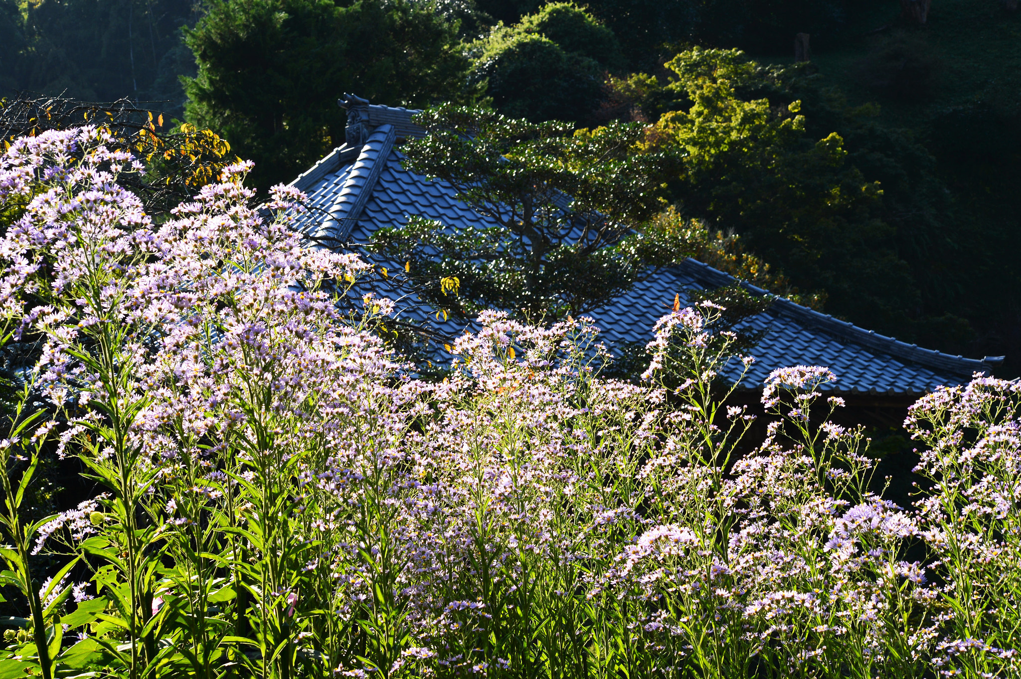 Sigma 70-300mm F4-5.6 APO DG Macro sample photo. The pink flower in early autumn photography