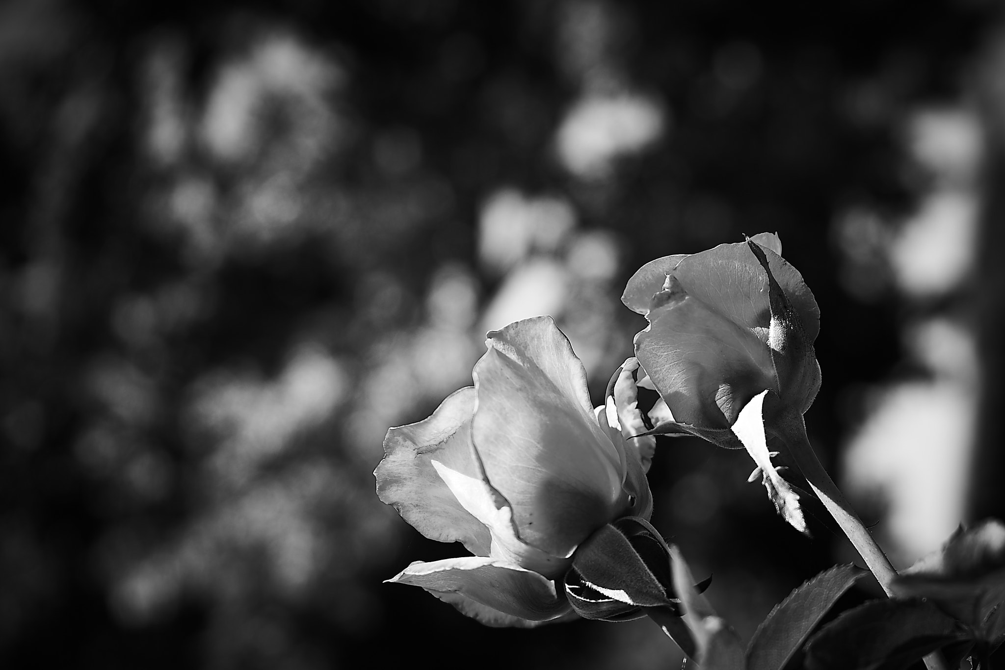 Sony a7 II sample photo. Budding couple photography