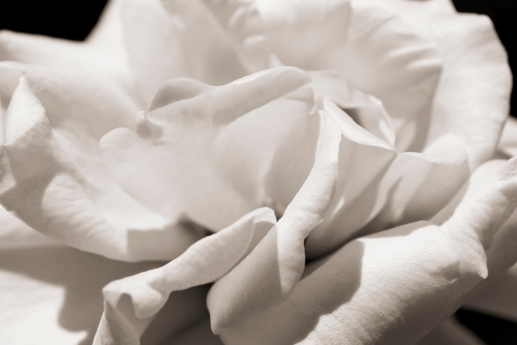 Nikon AF-S Micro-Nikkor 60mm F2.8G ED sample photo. Sepia rose photography