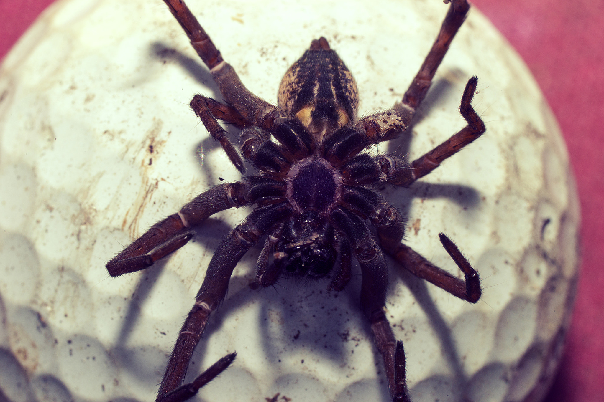 Sony a99 II sample photo. Dead spider on golf ball photography