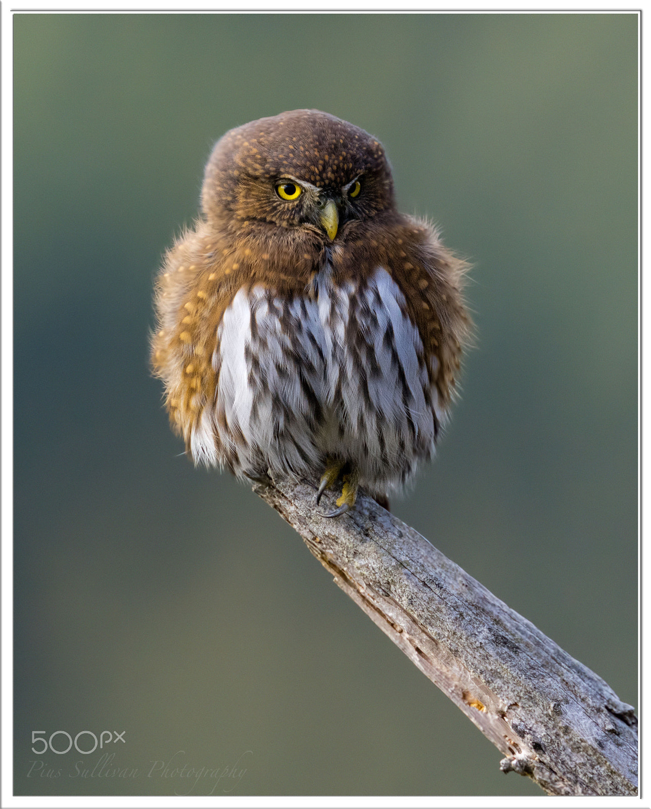 Canon EOS 5DS R sample photo. Northern pygmy owl photography