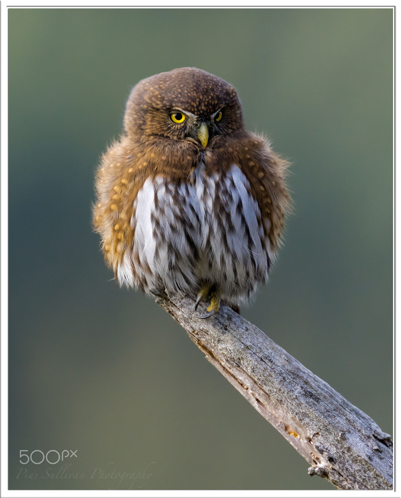 Canon EF 400mm F4 DO IS II USM sample photo. Northern pygmy owl photography