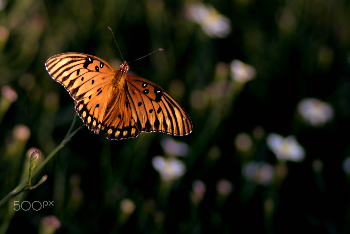 Nikon D750 sample photo. Butterfly photography