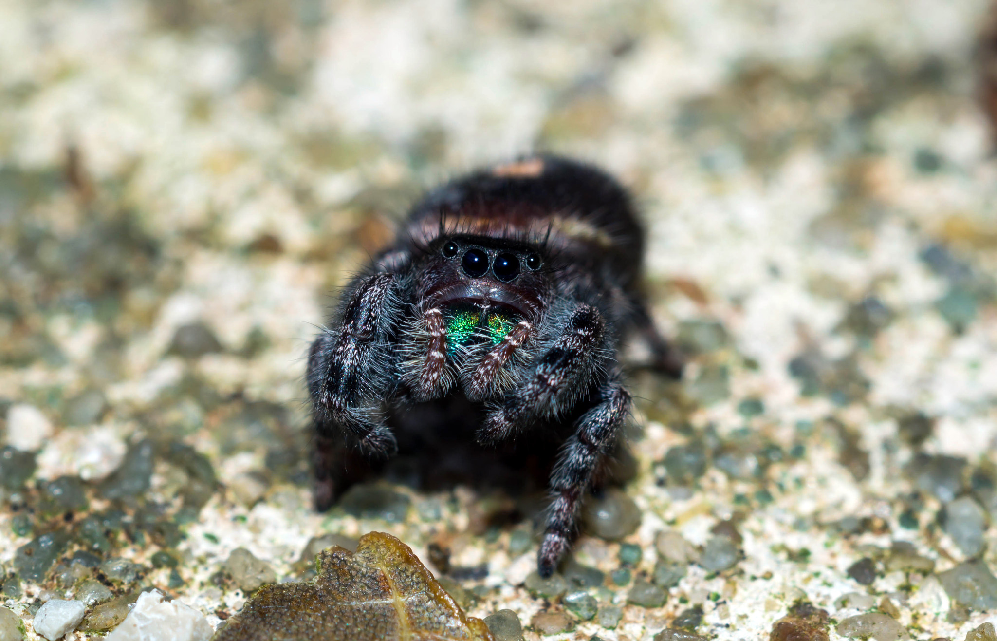 Sony SLT-A57 + MACRO 50mm F2.8 sample photo. Bold jumper photography