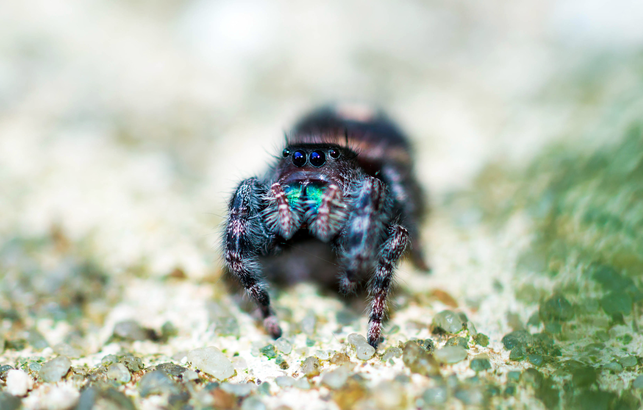 Sony SLT-A57 + MACRO 50mm F2.8 sample photo. Bold jumper photography