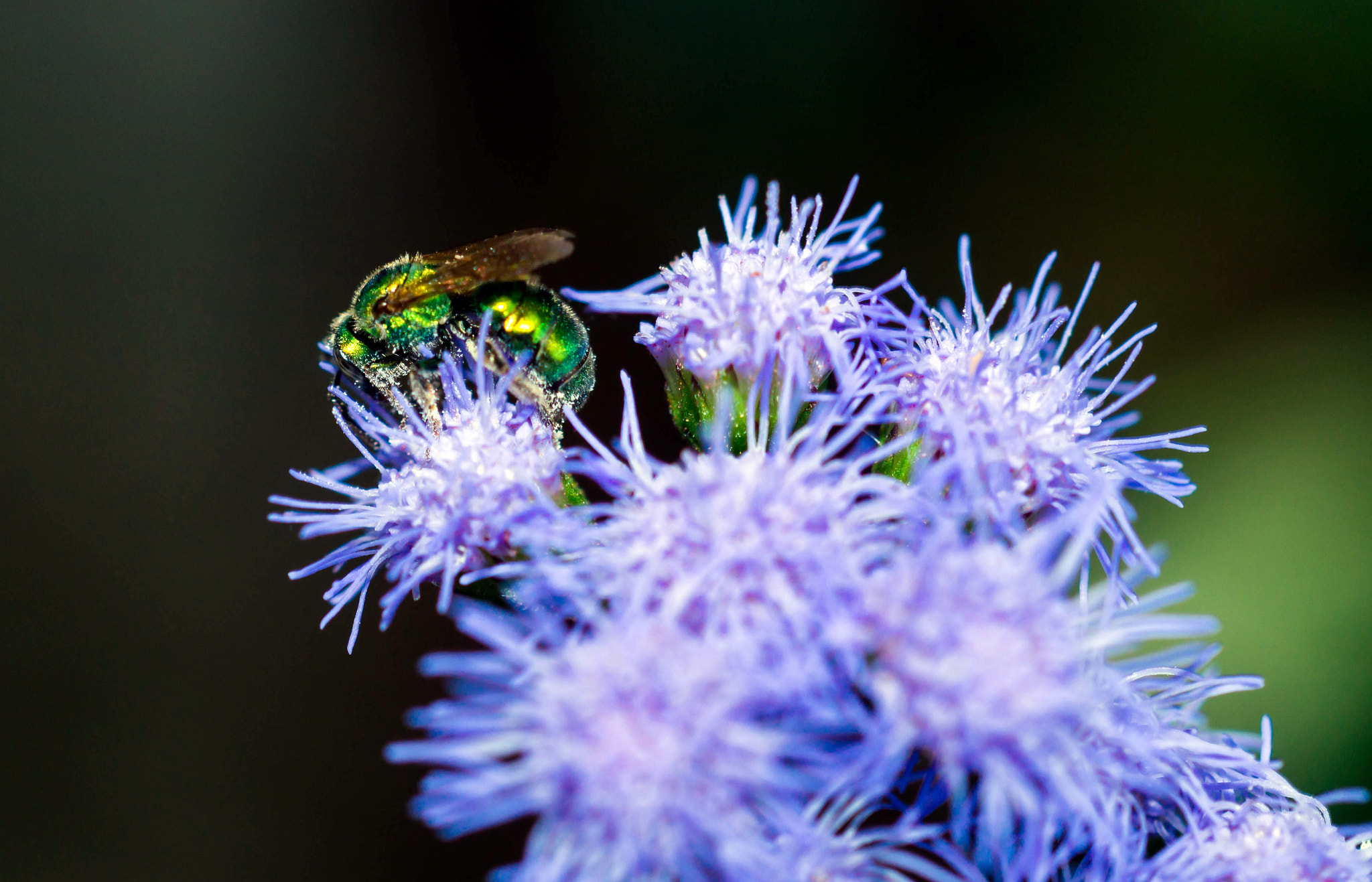 Sony SLT-A57 + MACRO 50mm F2.8 sample photo. Green orchid bee photography