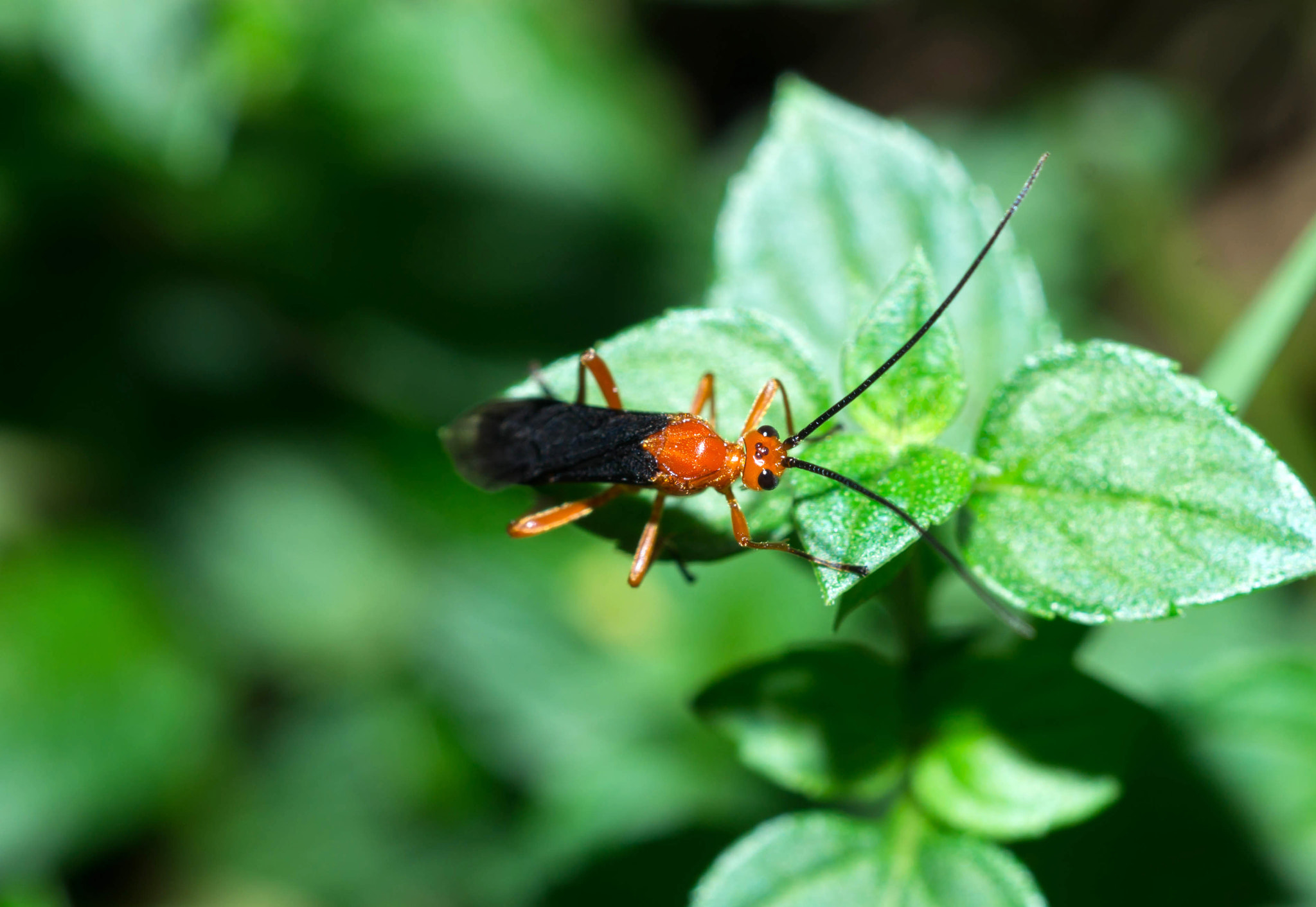 Sony SLT-A57 + MACRO 50mm F2.8 sample photo. Red and black insect photography