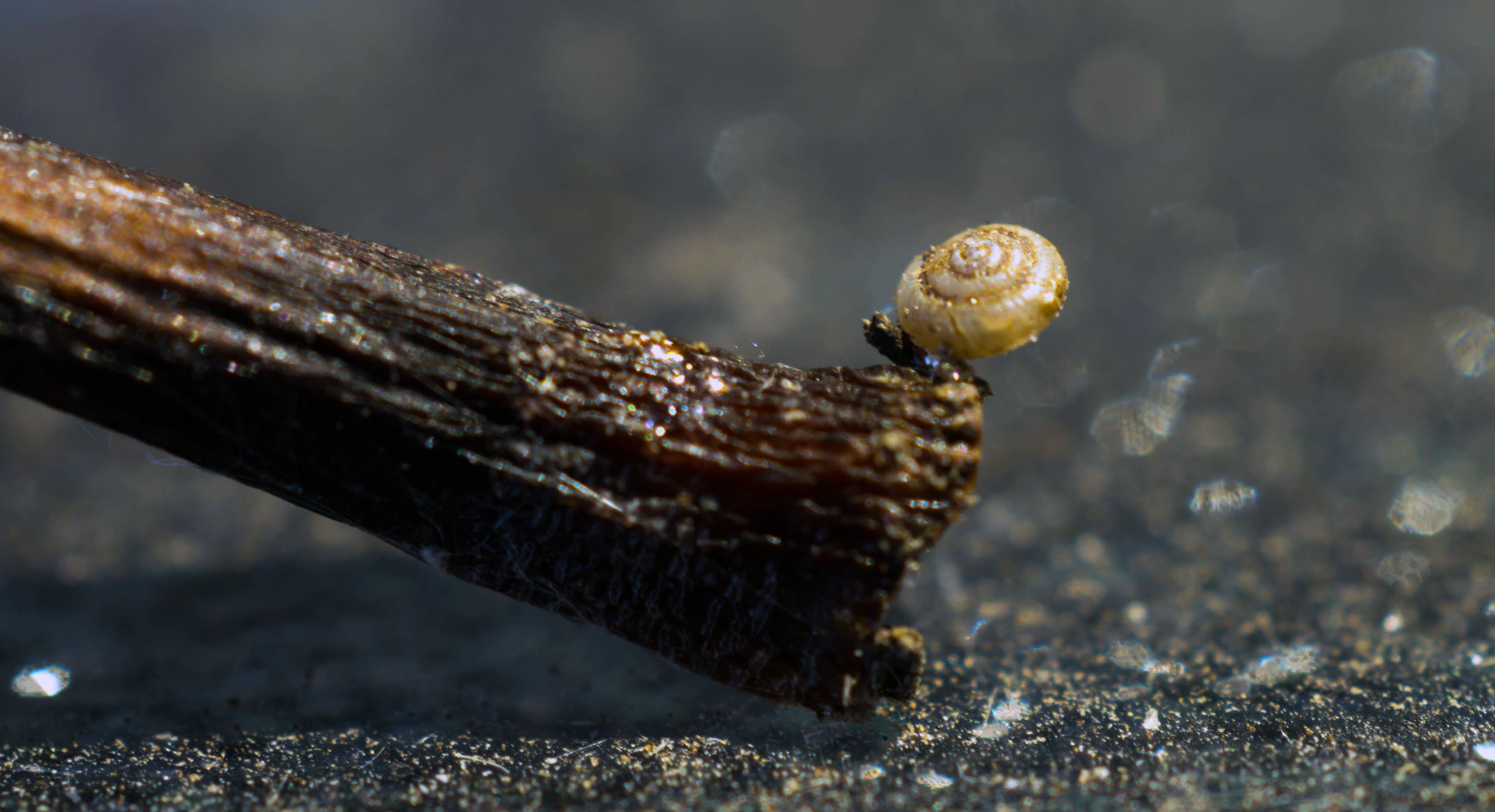 Sony SLT-A57 + MACRO 50mm F2.8 sample photo. Tiny snail photography