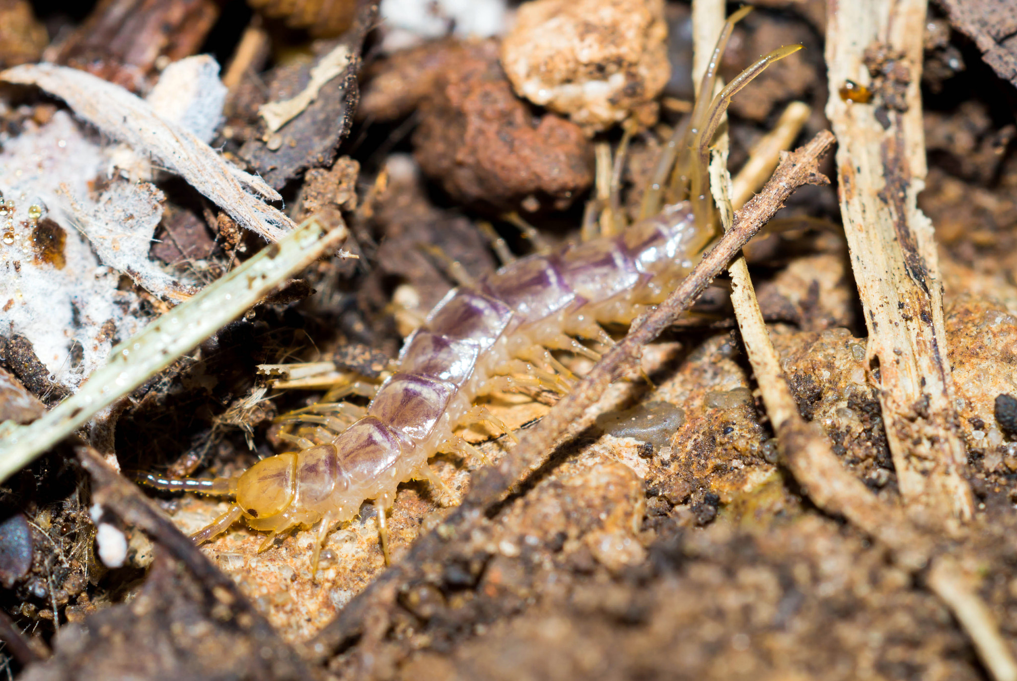 Sony SLT-A57 + MACRO 50mm F2.8 sample photo. Centipede photography