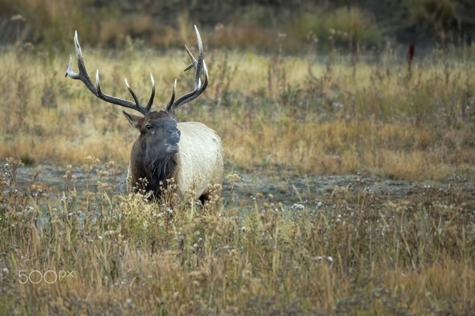 Canon EOS 7D Mark II + Canon EF 600mm f/4L IS sample photo. Morning cry photography