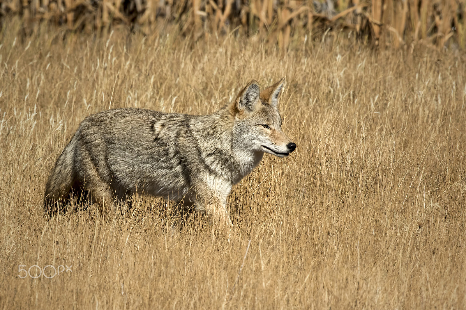 Canon EF 600mm f/4L IS sample photo. The hunter photography
