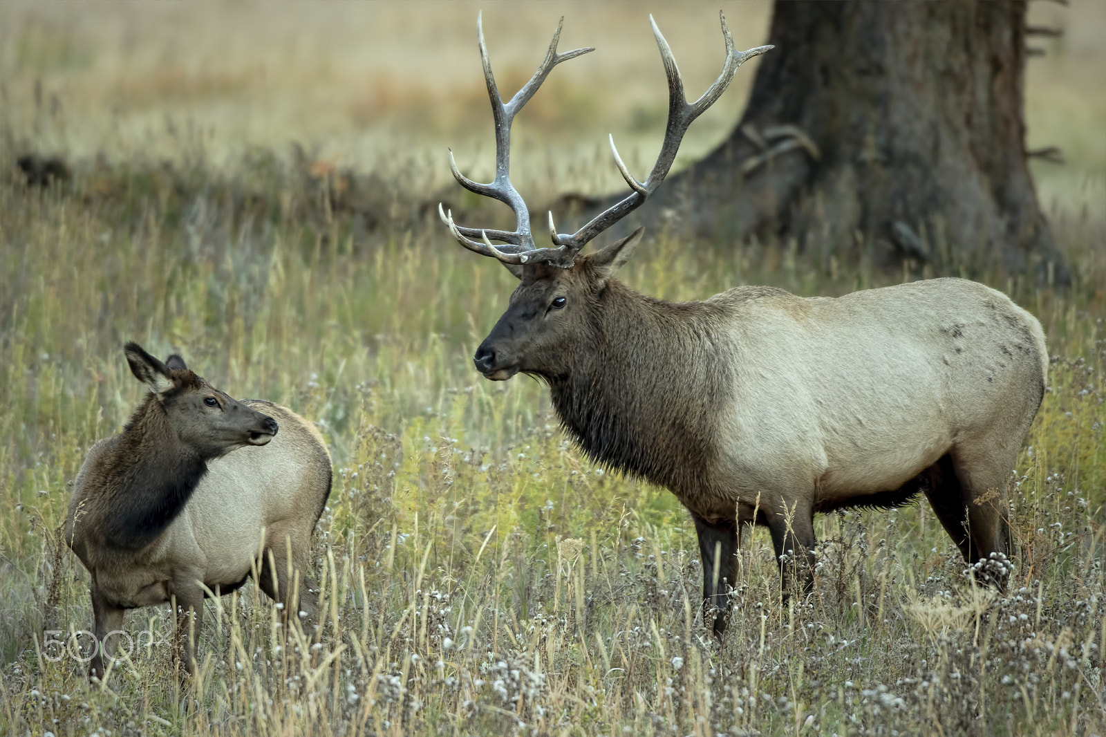 Canon EF 600mm f/4L IS sample photo. Just the two of us ii photography