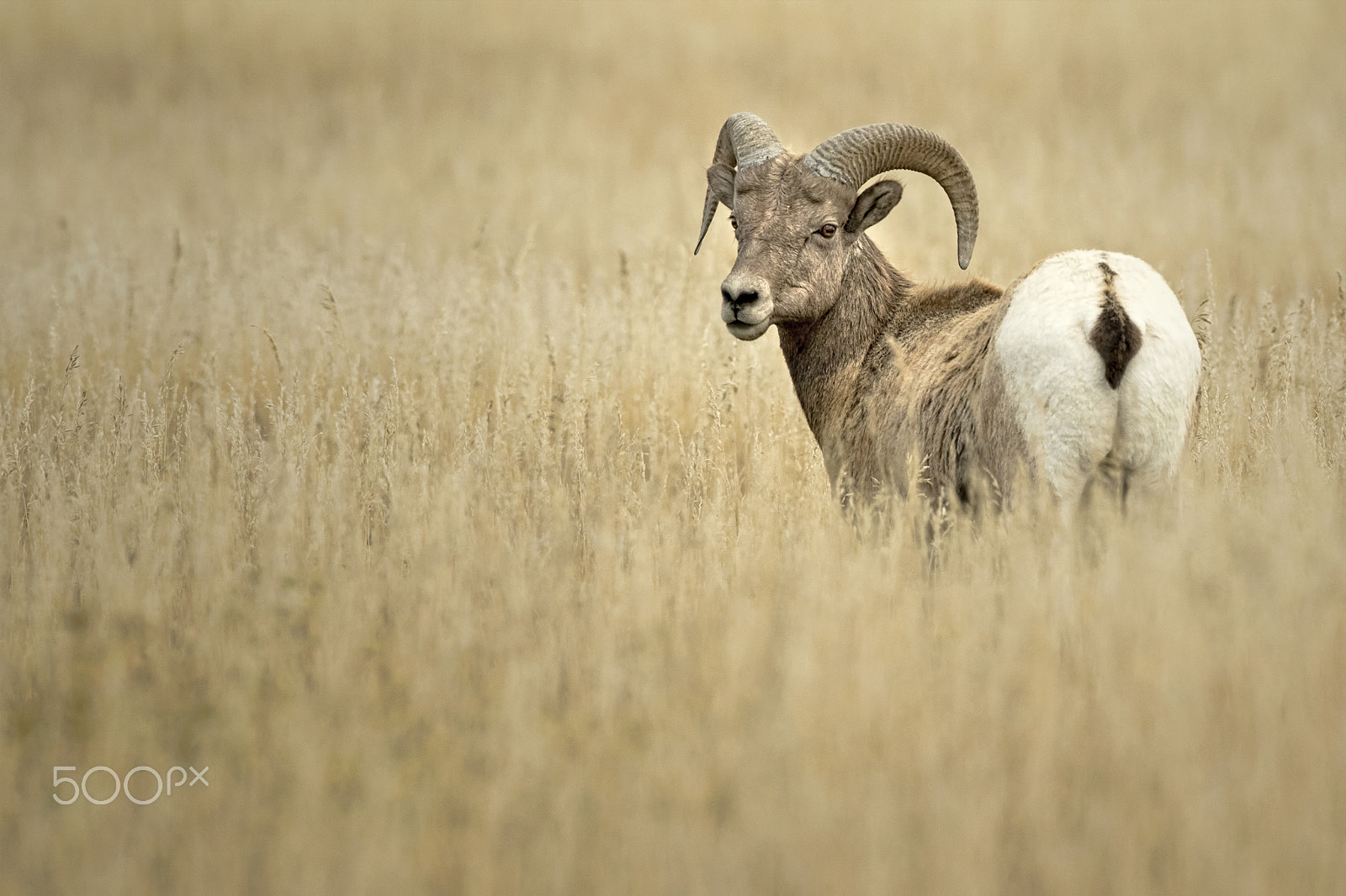 Canon EF 600mm f/4L IS sample photo. I see you mister photography